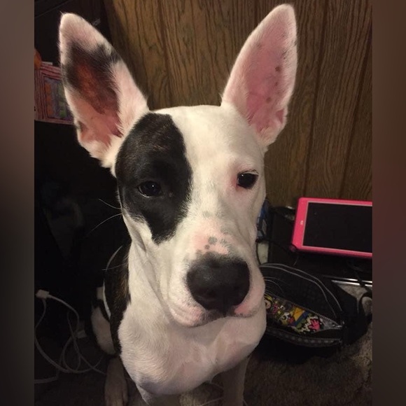 🌟🦴Sloan’s recovery donation 🦴❤️ - Picture 6 of 13